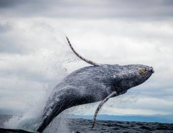 lincoln city whale watching